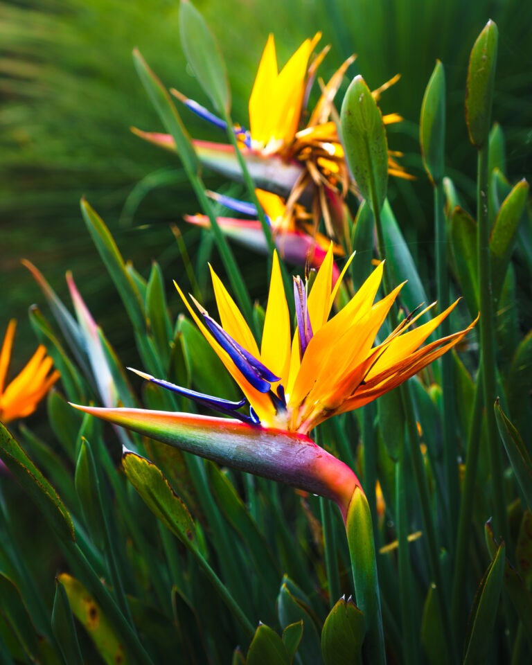 _JDP8295